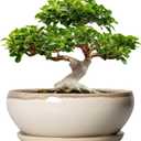 SQOWL Bonsai Pots 12 Inch - Large Ceramic Succulent Planters, Shallow Planter with Drainage Hole and Saucer, Round Bowl Planter for Indoor Outdoor Plants, Home Decor, Plant Lover Gifts, Beige