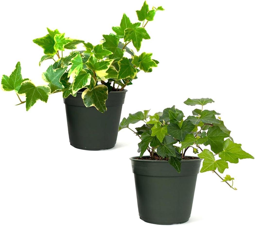 American Plant Exchange English Ivy Bundle, 2 Pack 4-Inch Pots, Green and Variegated, Vining Houseplants, Live Indoor Plants, Fast Growing, Easy to Care, Versatile Home & Garden Dcor