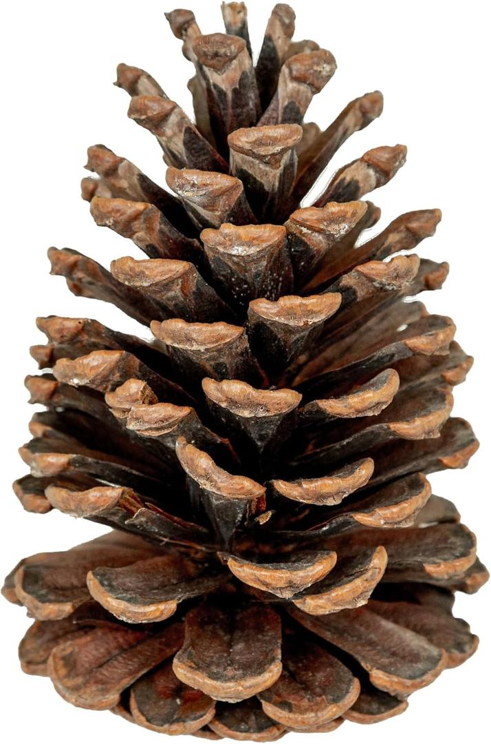 GS Foliage Natural Pine Cones  Set of 15 Small 3" 4" Real Loblolly Pinecones for Crafts, Mini Pine Cones for Decorating, Christmas Decor, DIY Ornaments, Vase Filler & Centrepieces, Home & Holiday