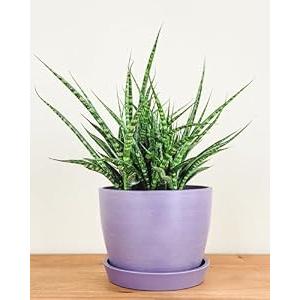 PlantVine Meseta Planter 6.5-inch, Lavender, Indoor/Outdoor