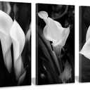 Hardy Gallery Floral Artwork Nature Flower Picture: Calla-Lily Print on Canvas Set for Wall Art (26"x16"x3 panels)