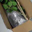Bellacat Artificial Plant