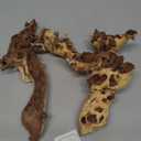 Natural Driftwood for Aquarium 12"-16" Large Aquarium Coral Wood Decor | Single Piece for Fish Tank Landscaping, Reptile Terrarium Climbing Branch, Freshwater Aquatic Wood Aquascaping