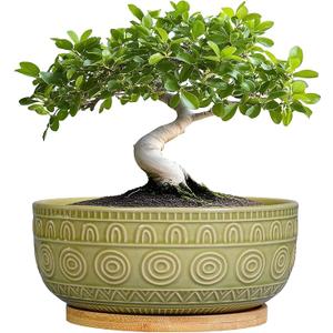 Eightpot Bonsai Pots  8 Inch Ceramic Succulent Pots with Drainage Hole and Saucer, Shallow Round Planter for Indoor Plants, Boho Bowl Planter, Room Decor, Green