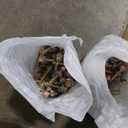 NeatiEase 10 Pcs Metal Roofing Panels, 5.1 Feet Corrugated Galvanized Roofing Panels Metal Siding Panels with Steel Screws for Pergola, Gazebo, Shed, Outdoor Storage, Chicken Coop, Patio,Garages (Gray)