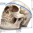 READAEER Resin Skull, Human Head Model for Home Decoration, Halloween Statue, Skull Model for Bookshelf and Desktop (White)(7.68"D x 5.91"W x 5.35"H)
