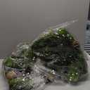 Pine Half Orb (Set of 2) 6.5" D Plastic