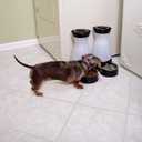 PetSafe Healthy Pet Water Station, 128 oz, Stainless Steel Bowl, Medium