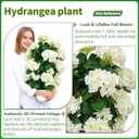 QIANYUN Faux Hydrangea Tree 30" Tall (2 Pack), Artificial Hydrangea Plant in Pot with White Flowers, Realistic Hydrangea Tree for Indoor Outdoor Porch, Patio, Home Decor
