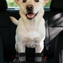 EXPAWLORER Anti Slip Dog Socks to Prevent Licking Paws, Dog Shoes for Hot Pavement, Dog Booties for Small Medium Large Senior Dogs, Traction Control Boots & Paw Protectors for Hardwood Floors