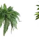 Nearly Natural 48IN Set of 2 Artificial Boston Ferns & 4ft Dracaena Plant with Real Touch Leaves for Home Dcor