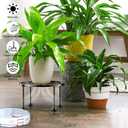 Garden Gifts Plant Lovers Gifts 3 Packs Black Metal Plant Stand with Anti-Slip Base Rustproof Heavy Duty Decorative Round Flower Stand Display Shelf for Indoor/Outdoor