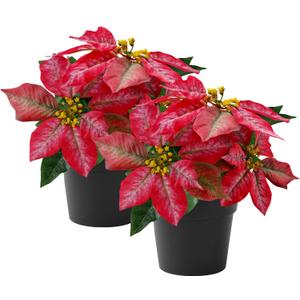 Poinsettias Artificial Christmas Flowers Tabletop 2 Pack Small Poinsettia Plant Artificial 9 Inch Red Faux Winter Flowers for Xmas Ornament Porch Home Garden Decorations