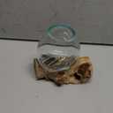Small Hand-Blown Melted Glass Fish Bowl Vase Terrarium on Driftwood Base  Decorative Centerpiece Full or Empty