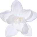 10 Large Christmas Poinsettias Flower Velvet Magnolia Artificial Floral Ornaments Picks Stems Christmas Tree Decorations Pack of 10 for Xmas Tree Party Wedding Centerpiece (Pure White)