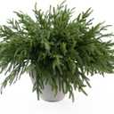 MISSPIN 12 Pcs 19.5 Inches Christmas Norfolk Pine Branches, Norfolk Pine Artificial Christmas Branches DIY Crafts Faux Pine Branches for Xmas Indoor Outdoor Home Decor