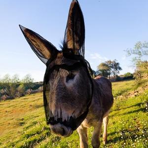 Yeyeplum Mini Donkey Fly Mask with Ears Protection Breathable Mule Fly Mask with Long Ears Protection from Insects and Bugs Soft Mesh with Adjustable Fastener Easy to get on and Off(Black)