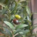 Bellacat Faux Olive Tree 4ftOlive Trees Artificial Indoor with Natural Wood Trunk and Realistic Leaves and Fruits. 4 Feet(48in) Fake Olive Tree for Home House Office Dcor.