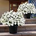 Tobilu Set of 2 Artificial Potted Roses Flowers for Outdoor - White