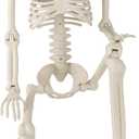 36" Halloween Skeleton, 3 ft Human Skeleton Full Body Posable Joints Plastic Skeleton for Halloween Decoration, Yard Patio Lawn Garden Skeleton Spooky Party Decoration Indoor Outdoor