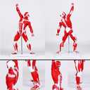Clear Human Body Structure Model, 19.69 Inch High Human Body Model for Kids with Detailed Muscular & Skeletal Systems, Educational Clear Human Body Model for Classroom Demonstration, Medical Study