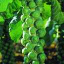 Seeds Brussels Sprouts Long Island/Green Cabbage/Non GMO/Heirloom