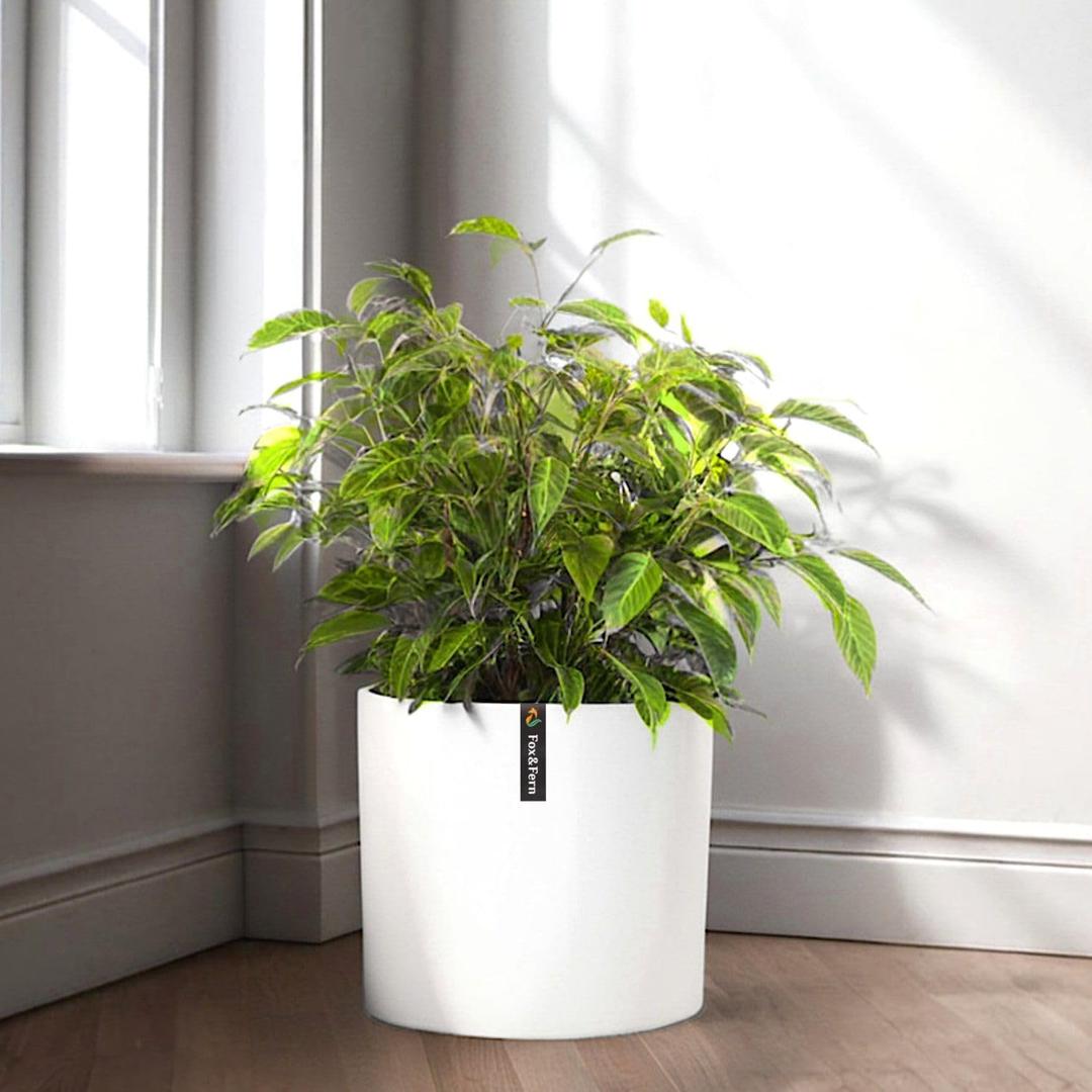 Fox & Fern Planter 10 Inch - Polystone - Large Flower Pot with Drainage Hole - for Indoor Plants - Plant Pots Large - White