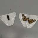 Lot of 2 Real Death Head Moth Acherontia Hawkmoth Mounted Skull Moth Entomology Dried Insect Butterfly Taxidermy Oddity Artwork 2MCU