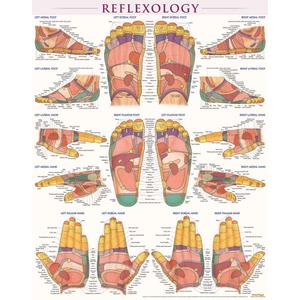 Reflexology Poster (22 x 28 inches): Laminated QuickStudy Anatomy Reference