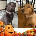 Unique style paws 1PCS Dog Bandanas Washable Cotton Square Bibs Sarf, Adjustable Dog Kerchief for Small Medium Large Dogs and Cats-S