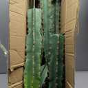 Artificial Cactus Fake Big Cactus 36 Inch Faux Cacti Plants for Home Garden Office Store Decoration