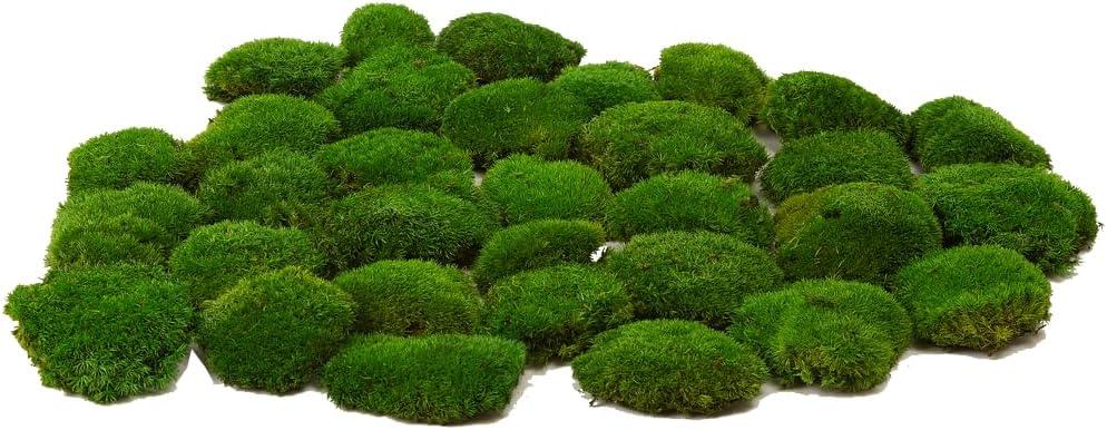 Preserved Pole Moss Pillow Bun Cushion Natural Green Decorative Real Natural DIY Kit Gardenning Art Wall Decor Florist Easter Table Decor Wedding(1.5 sq.ft, Green-C)