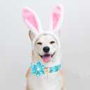 Lionheart glory Easter Day Dog Collar with Flower Dog Collar for Large Dogs, Easter Rabbits Colorful Dog Flower Collars Spring Bunnies Blue Collars Pet Collar Flowers (X-Large (Pack of 1)