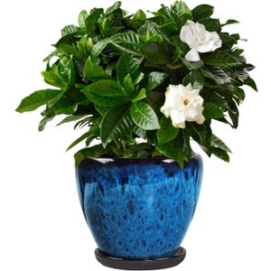 Ceramic Plant Pots with Saucer,8 inch Glaze Planters for Indoor Plants with Drainage Holes, Decorative Flower Pots Outdoor, Modern Orchid Pots for Home Room Decor
