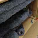 FDW | 54" Cat Tree Tower | Dark Gray | Multi-Level Indoor Activity Center with Sisal Scratching Posts, Condos, Plush Perches, Hanging Cat Toys | Sturdy, Easy to Assemble | for Kittens & Adult Cats