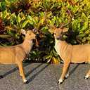 XTAPAN Resin Standing Deer Statue Couple Deer Sculpture Animals Deer Figurine Home Office Restaurant Decoration Garden Art Yard Ornament Lawn Outdoor Patio Decor Christmas 21# Standing Couple Deer