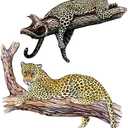 DEIKOKA 2 Pack Removable Leopard on Tree Branch Wall Decal African Panther Jaguar Wall Stickers, Peel and Stick Living Room Kids Bedroom Classroom Playroom Decor