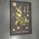 3 x Large Vintage Framed Botanical Wall Art for Living Room, 3 Piece Dark Green Plant Canvas Paintings Prints, Retro Coffee Botanical Leaf Pictures for Dining Room Coffee Bar Kitchen Wall Decor, 24x36 In