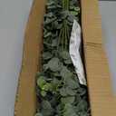 Winlyn 20 Pcs Mixed Artificial Oval Eucalyptus Leaves Bulk with White Seeds Stems and Spray for Vase Floral Wreath Bouquets Wedding Greenery Decoration