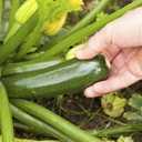 8 x 30+ Seeds Zucchini Sungreen - Vegetable Green