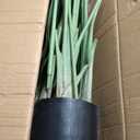 Lifelike Bird of Paradise Artificial Plant,6.6ft Faux Banana Leaf Tree with 15 Trunks - Perfect Indoor Silk Floor Plant for Home Decor in Living Room, Office, and Bedroom