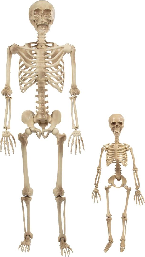 Life Size Posable Human Skeleton Halloween Decoration Value 2 Pack- Adult 5' 4" & Child 2' - Articulated Limbs Stay in Place, Weather Resistant Indoor/Outdoor- Upgrade Fall Haunted House Party Props