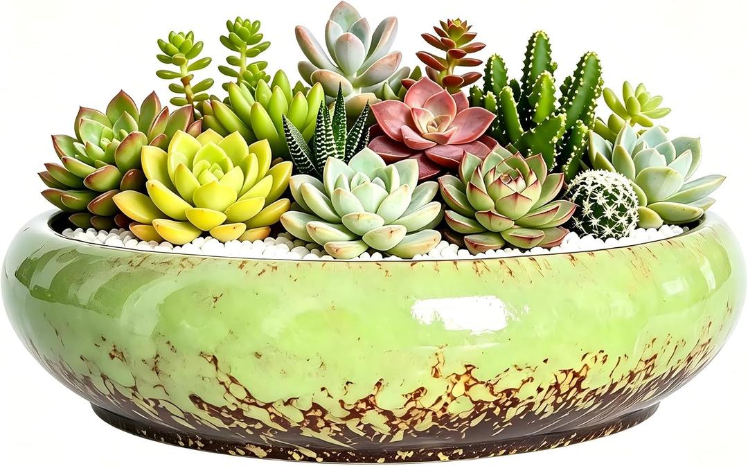 Succulent Pots, 10 Inch Shallow Planter with Drainage, Green