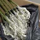 10Pcs Amaranthus Artificial Hanging Plants Fake Amaranthus Flower Bleached Wisteria 33" Long Hanging & Cascading Flowers for Wedding Floral Arrangement, Home Garden Decor, Party Supplies
