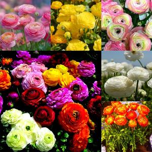 4 x 100PCS Double Mixed Ranunculus Seeds for Planting,Peony Flowered Persian Buttercup Seeds Non-GMO Heirloom,Tecolote Ranunculus Seed with Ruffled Blooms Garden (EXP 12/01/27)