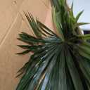 Nearly Natural 50in. Fan Palm Spray Artificial Plant (Set of 2)