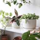 LE TAUCI Ceramic Pots for Plants, 6.8 Inch Plant Pots with Drainage Hole & Saucer, Modern Planter for Indoor Plants, Stable & Durable, Perfect for Living Room or Office Decor, White
