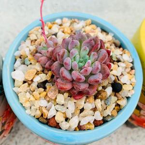 Outdoor Decorative River Rocks for Succulents and Cactus Landscaping, Garden Plant Rocks Natural Small Rocks Pea Gravel for Fish Tank Vases Terrarium