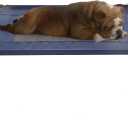 Elevated Dog Bed - 30x24-Inch Portable Pet Bed with Non-Slip Feet - Indoor/Outdoor Dog Cot or Puppy Bed for Pets up to 50lbs by PETMAKER (Blue) (Medium)