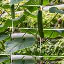 Mellbree Trellis Netting for Climbing Plants, 32.8x6.6FT 2Packs Heavy Duty Trellis Net for Climbing Plants Outdoor, Cucumber, Tomatoes, Peas, Vegetable and Vine